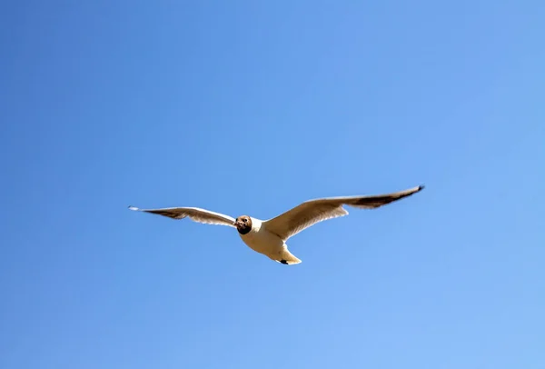 Uma Gaivota Branca Close Paira Com Suas Asas Espalhadas Contra — Fotografia de Stock