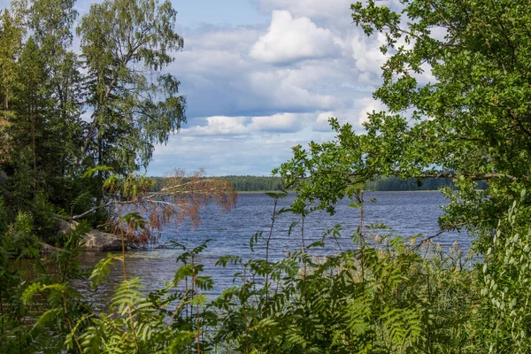 Schöne Landschaft Wyborger Bucht Mit Grünen Bäumen Und Gras Gewundenen — Stockfoto