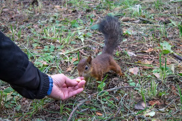 Mała Czerwona Wiewiórka Trawie Zabiera Orzecha Ludzkiej Ręki Naturalny Park — Zdjęcie stockowe