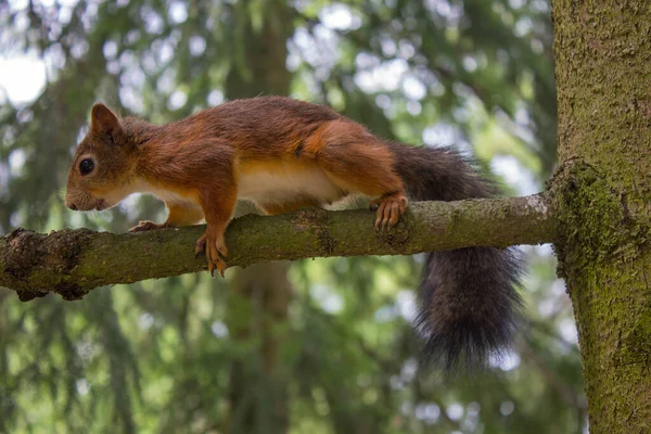 Esquilo Vermelho Com Uma Cauda Fofa Move Perto Galho Árvore — Fotografia de Stock