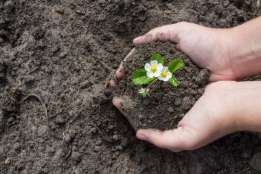 Kahverengi toprağın arka planında insan palmiyelerinde beyaz çiçekli küçük, genç bir çilek çalısı ve kopyalamak için bir alan. Kavram-çevre koruma