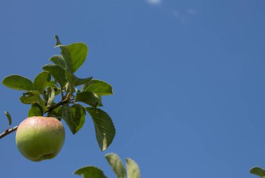 Olgun kırmızı-yeşil bir elma yeşil yapraklı bir dala asılı bulutsuz mavi bir gökyüzünün arka planına yakın çekim ve kopyalamak için boşluk