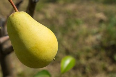 Olgun sulu armutlar güneşli bir günde yeşil yapraklarla dallara tutunurlar ve bulanık bir arkaplanda kopyalamak için yer vardır. Bahçıvanlık kavramı