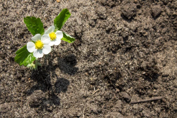 Brote Joven Arbusto Fresas Jardín Con Flores Blancas Hojas Verdes —  Fotos de Stock