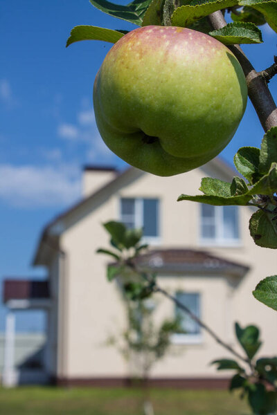 Сочное спелое яблоко, висящее на ветке с зелеными листьями крупным планом на фоне коттеджа и ясным голубым небом в солнечный летний день и размытым фоном. Концепция сбора урожая и садоводства