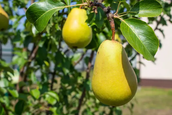 Ώριμα Ζουμερά Αχλάδια Κρέμονται Κλαδιά Πράσινα Φύλλα Μια Ηλιόλουστη Μέρα — Φωτογραφία Αρχείου