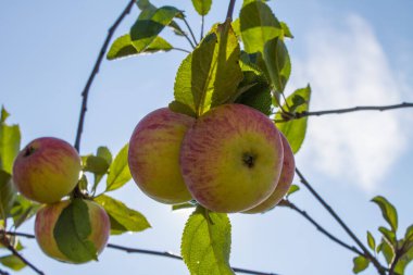 Olgun pembe elmalar, açık mavi gökyüzüne karşı yeşil yapraklı bir dalda asılı duruyor.