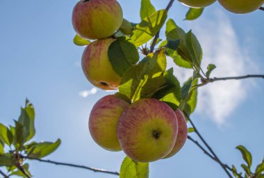 Olgun pembe elmalar, açık mavi gökyüzüne karşı yeşil yapraklı bir dalda asılı duruyor.