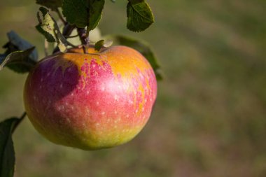 Güneş ışınlarında çiy damlaları olan sulu, olgun bir elma bulanık bir arkaplanda yakın plan bir dalda asılı duruyor. Konsept-bahçe ve hasat