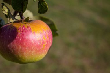 Yapraklı bir dalda asılı büyük, olgun, kırmızı-yeşil bir elma ve kopyalayacak bir alanı olan bulanık bir arka plan. Bahçıvanlık kavramı