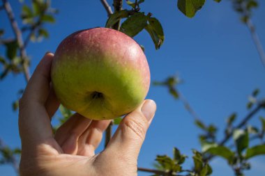 Güneşli bir günde ve uzayda kopyalamak için mavi gökyüzüne yakın bir daldan sulu olgun bir elma koparan bir insan eli.