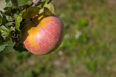 Yapraklı bir dalda asılı büyük, olgun, kırmızı-yeşil bir elma ve kopyalayacak bir alanı olan bulanık bir arka plan. Bahçıvanlık kavramı