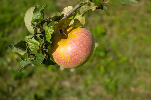 Ένα Ζουμερό Ώριμο Ροζ Μήλο Σταγόνες Δροσιάς Στις Ακτίνες Του — Φωτογραφία Αρχείου