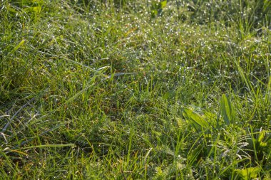 Çok güzel bir doğal arka plan. Güneş ışınlarında çiy damlaları olan parlak yeşil çimen ve kopyalamak için bir alan.