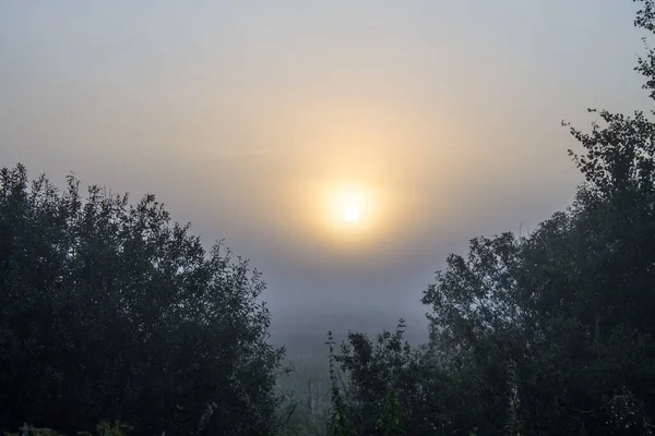 Gyönyörű Táj Elmosódott Disszidált Napkelte Sziluettek Fák Kora Ködös Reggel — Stock Fotó