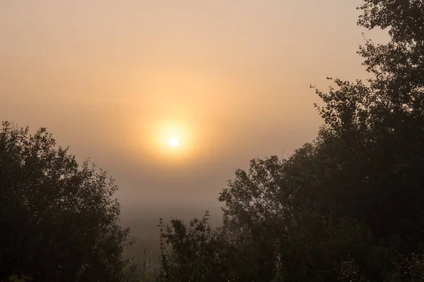Gyönyörű Táj Napkelte Felett Ködös Rét Sziluettek Fák Lágy Fókusz — Stock Fotó