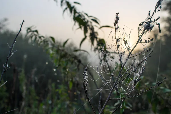 Gros Plan Sur Herbe Verte Avec Toiles Araignée Aube Matin — Photo