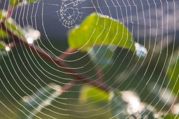 Pavučina Zblízka Větvích Stromu Zelenými Listy Rozmazaným Pozadím Prostorem Pro — Stock fotografie