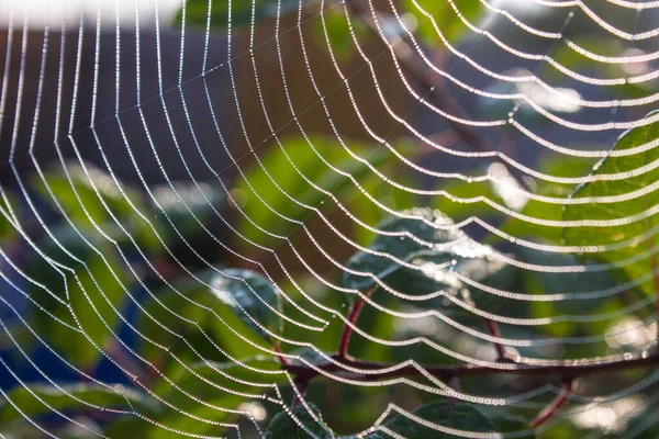 Teia Aranha Close Sobre Ramos Uma Árvore Com Folhas Verdes — Fotografia de Stock