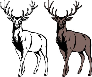 Genç, zarif ve zarif bir geyik