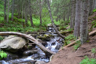 Ukrayna'nın batısında Karpat nehir dağ