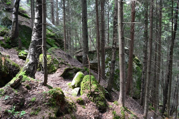 Doğa ve orman batıda Ukrayna