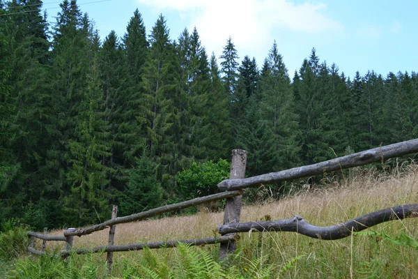 Doğa ve orman batıda Ukrayna