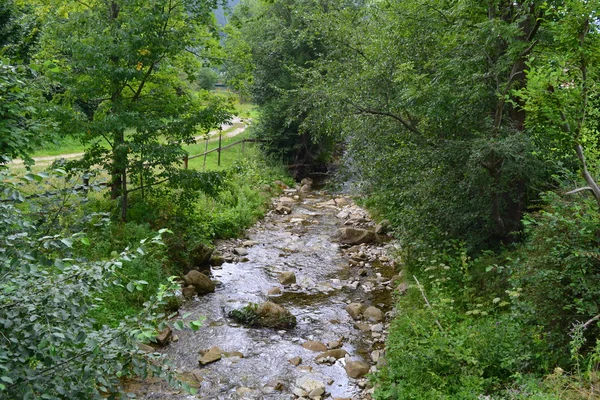 Natur und Wald im Westen der Ukraine — Stockfoto