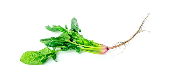 Pequena planta de espinafre com raízes — Fotografia de Stock