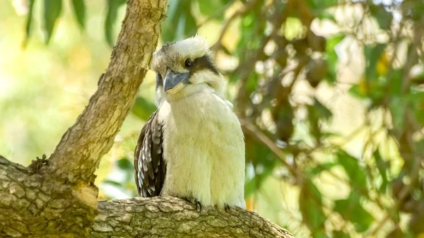 Laughing kookaburra birdlife sitting peacefully on tree — Stock Photo, Image