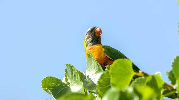 搁在绿色的树顶上的异国情调的彩虹色澳洲鹦鹉鹦鹉 — 图库照片