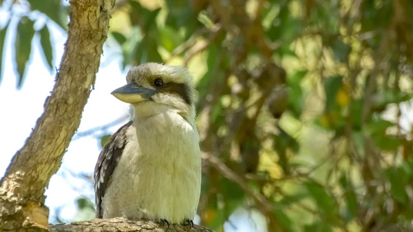 Kookaburra Zimorodek ptak z dużym ustawy Zdjęcia Stockowe bez tantiem