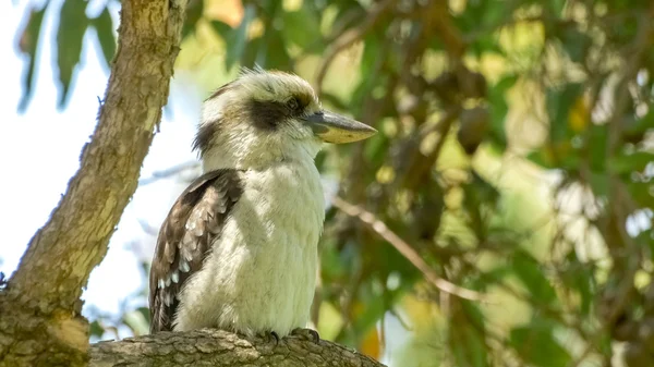 Australijski rodzimych ptak kookaburra Zdjęcia Stockowe bez tantiem