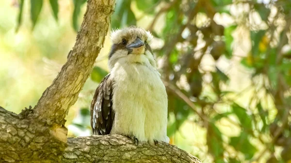 Kookaburra z piór beżach i brązach, siedzący na drzewie Obrazy Stockowe bez tantiem