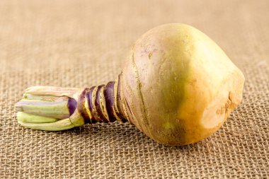 İsveçli şalgam kendir üzerinde makro