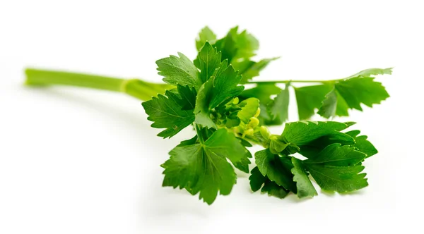 Fresh green celery leaves on stalk — Stock Photo, Image