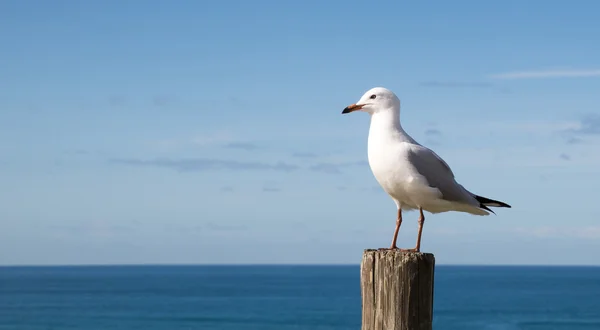 Gaviota de pie sobre un poste de madera —  Fotos de Stock