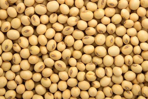 乾燥有機大豆のマクロ — ストック写真