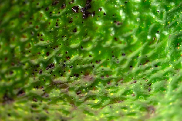 Macro de textura de piel de aguacate verde — Foto de Stock