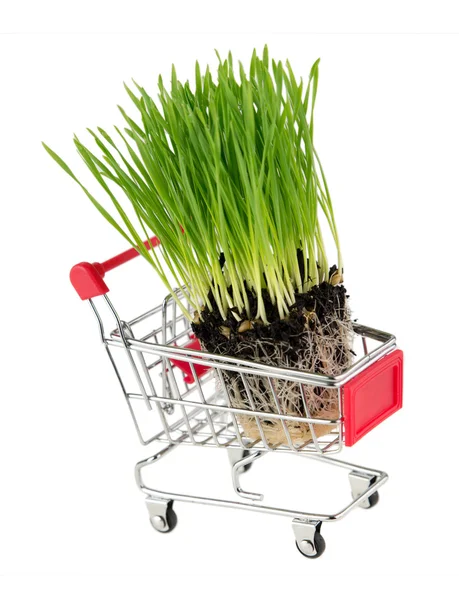 Fresh wheatgrass in shopping cart on white — Stock Photo, Image