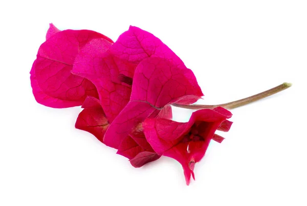 Extreme corner closeup of pink bougainvillea flower — Stock Photo, Image