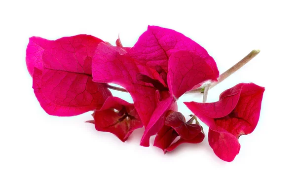 Främre makro av vackra rosa bougainvillea blomblad och st — Stockfoto