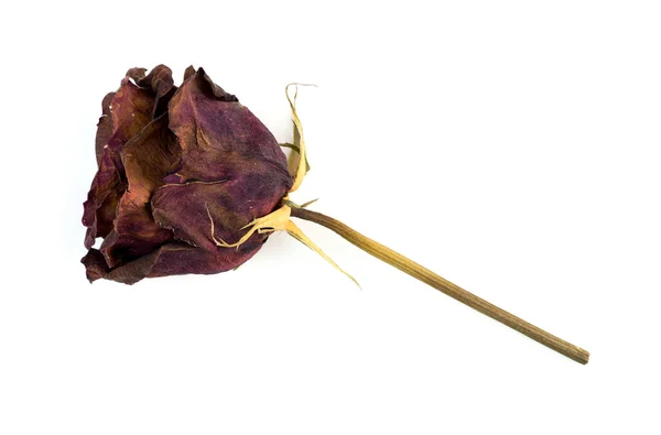 Single dead dried rose flower isolated on white — Stock Photo, Image