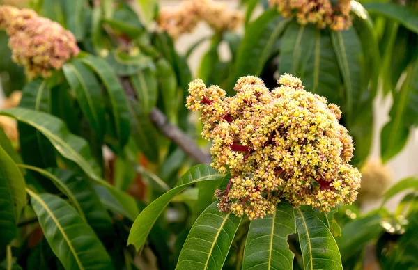 Albero di mango fiorito giallo e rosso con foglie verdi — Foto Stock