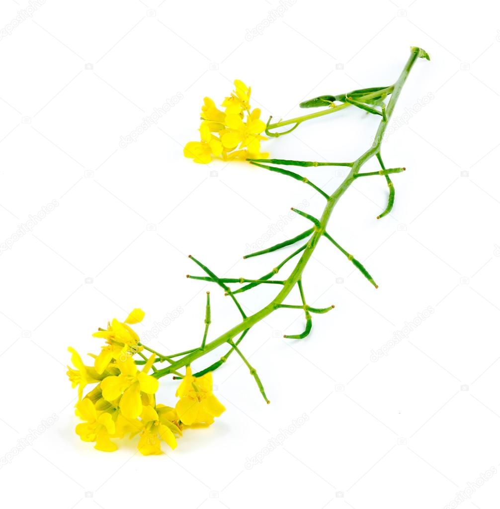 Macro closeup of natural wild yellow mustard plant