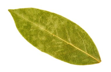 defne yaprağı izole