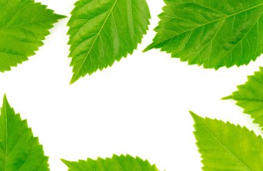 Doğa gıda çerçeve taze yeşil yaprakları ile