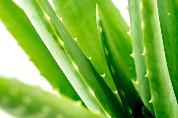 Fondo macro de la planta de aloe vera recién crecida — Foto de Stock