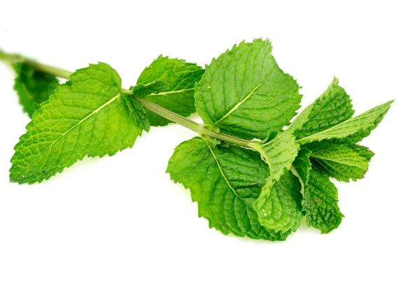 Closeup of fresh home-grown mint leaves isolated — Stock Photo, Image