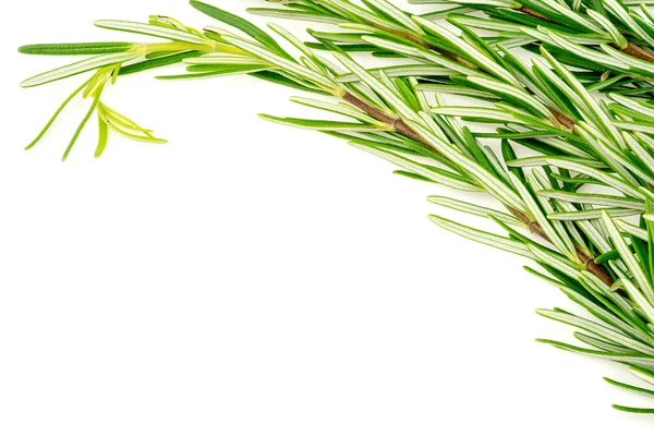 Background texture of organic rosemary bunch on white with copys — Stock Photo, Image
